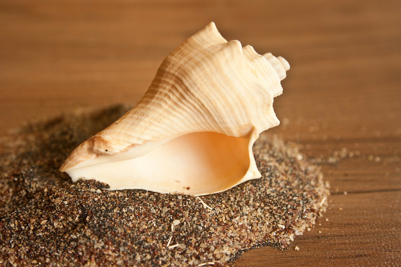 conch shell sea shell free photo