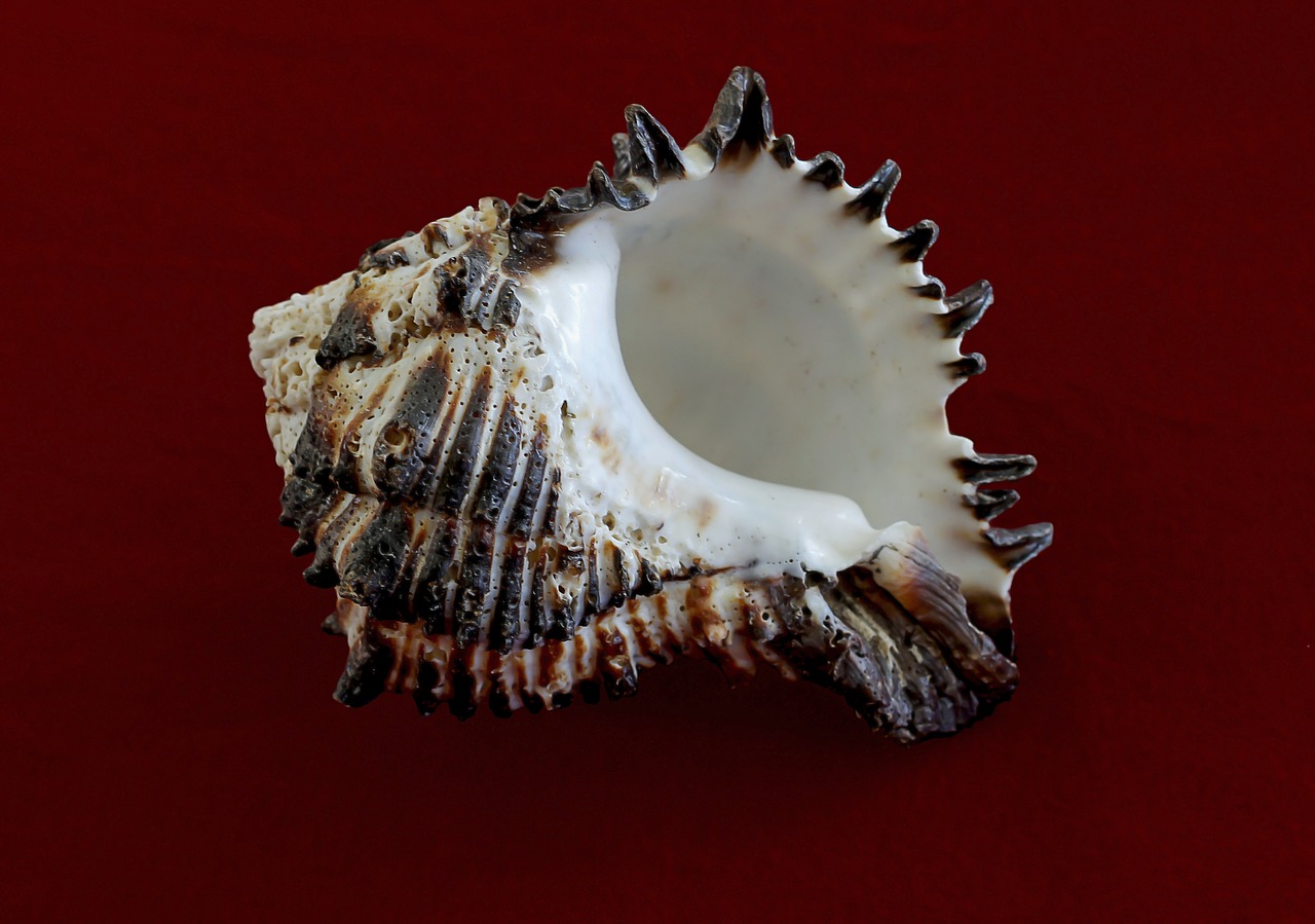 conch murex endive animal free photo