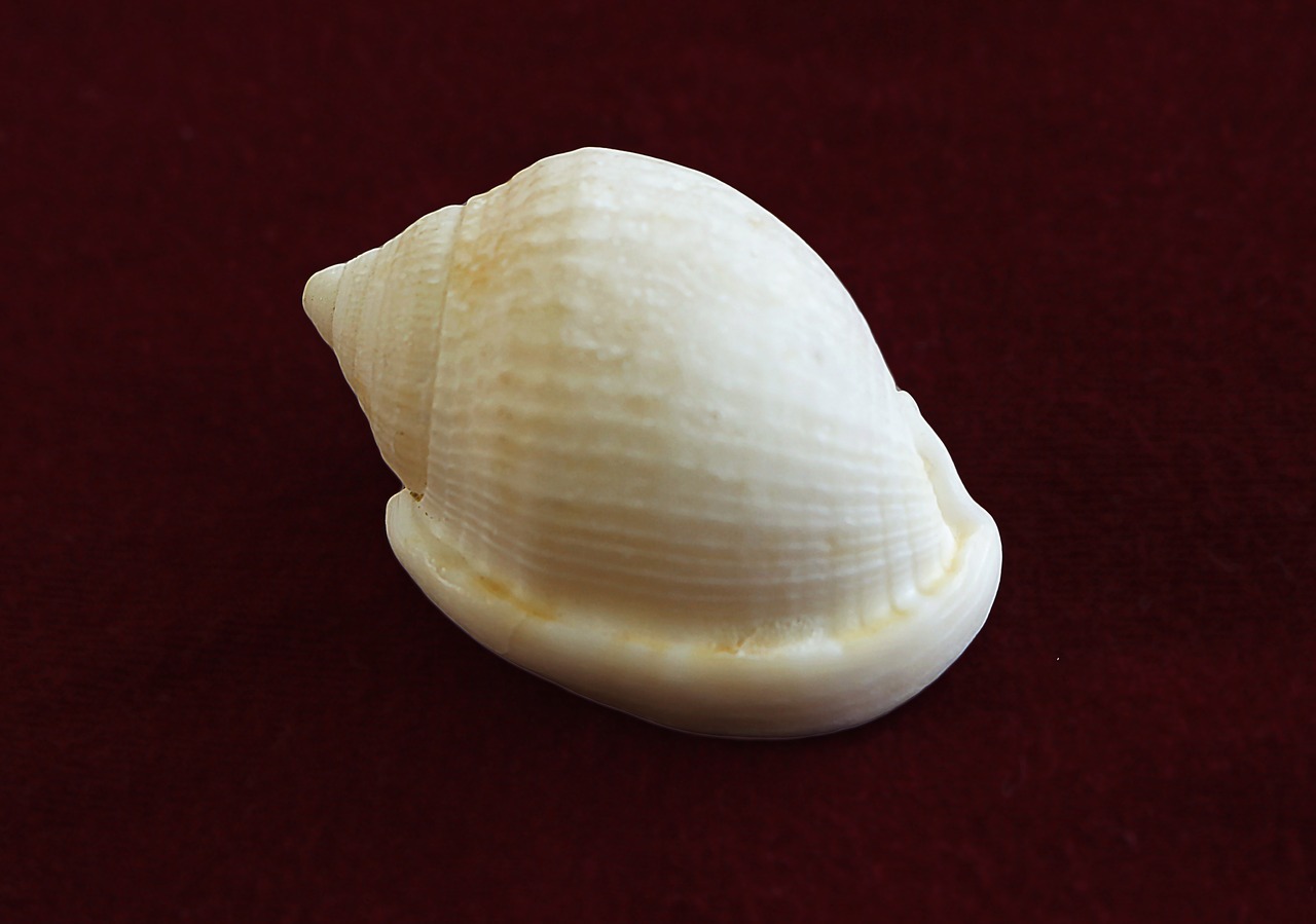 conch molluscum marine animal free photo