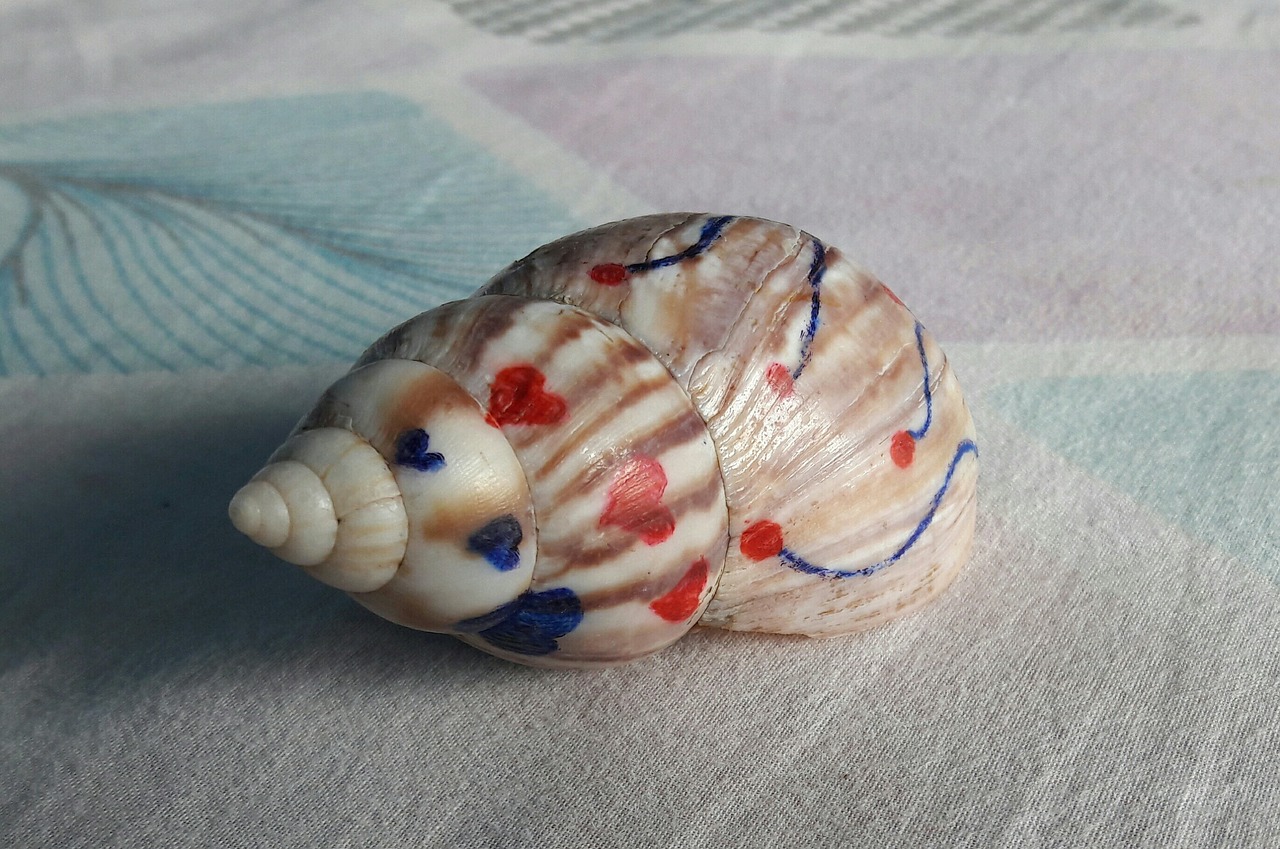conch decorated shell free photo