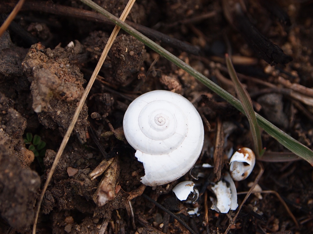 conch white spiral free photo