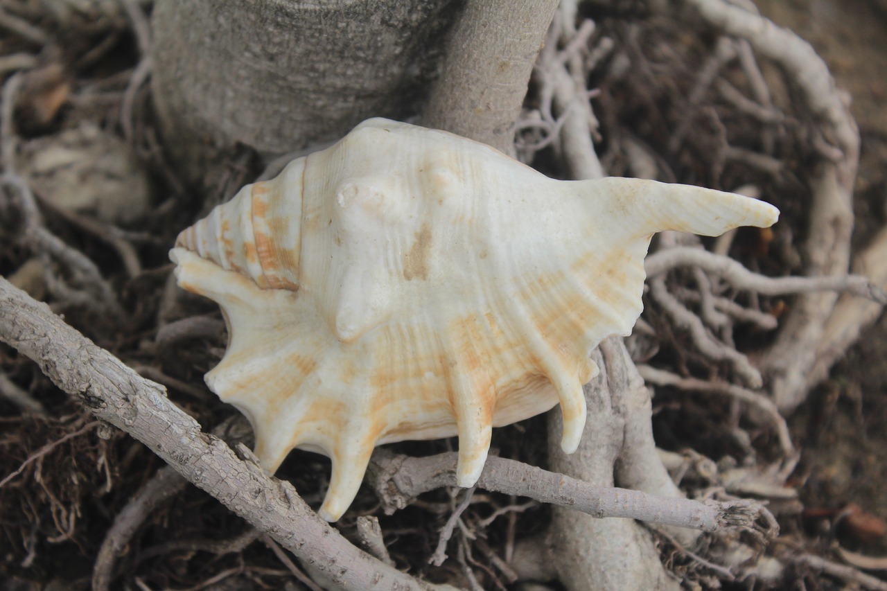 conch mollusca shell free photo