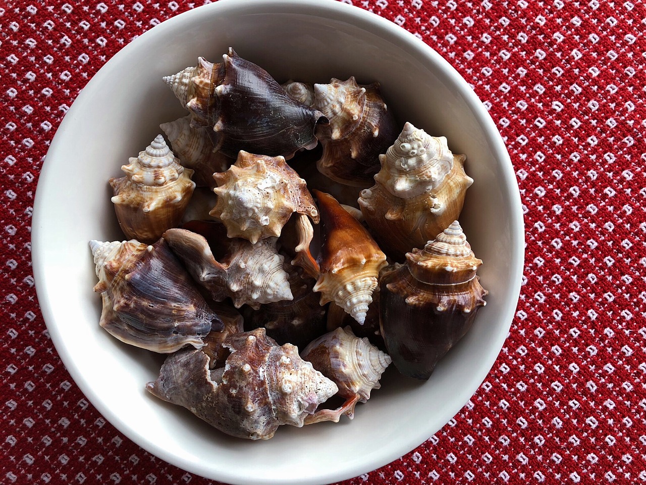 conch  shells  seashells free photo