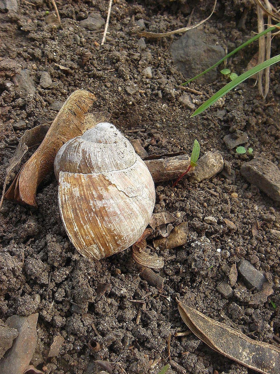 conch snail abandoned free photo