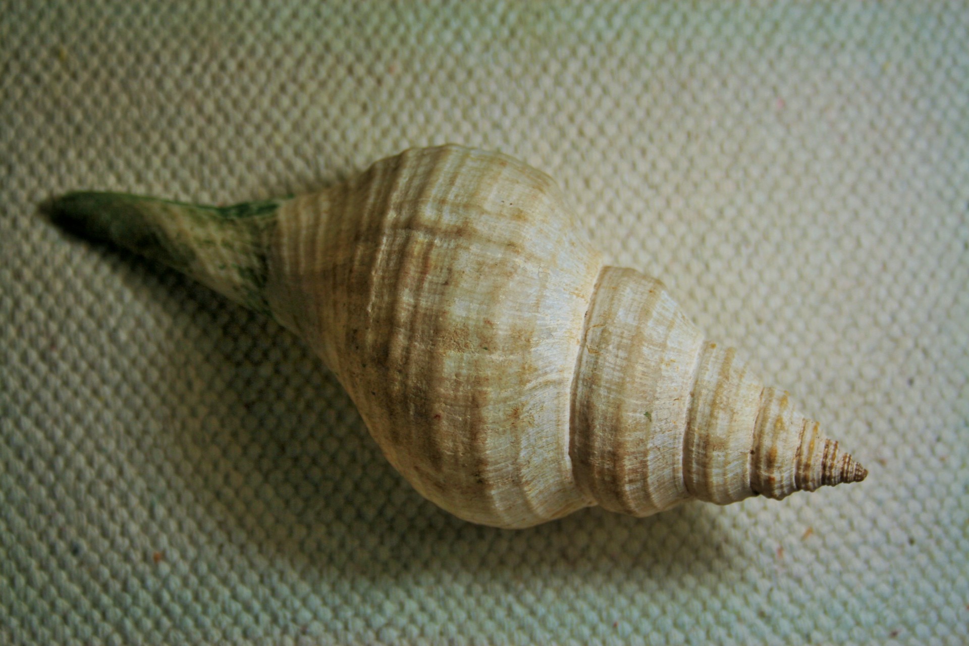 shell sea conch free photo