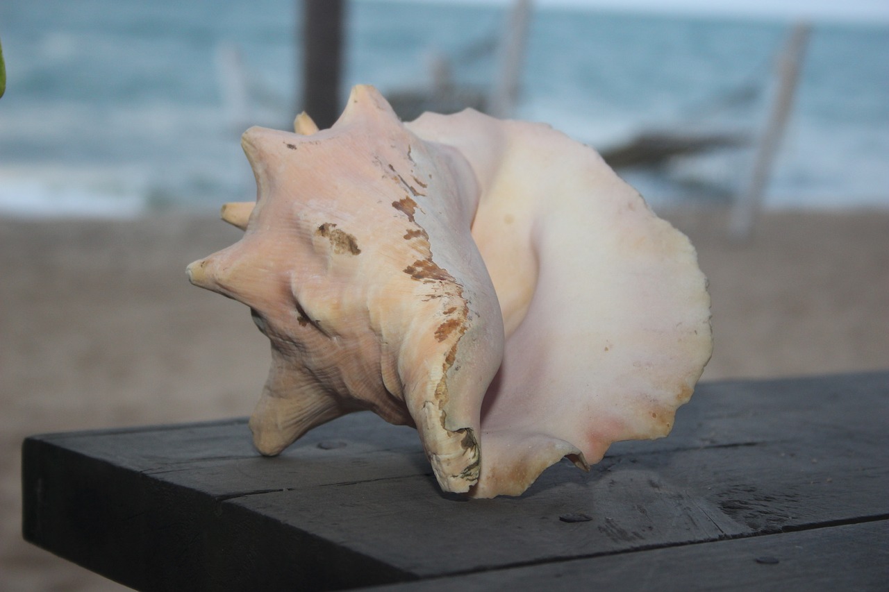 conch shell beach seashell free photo