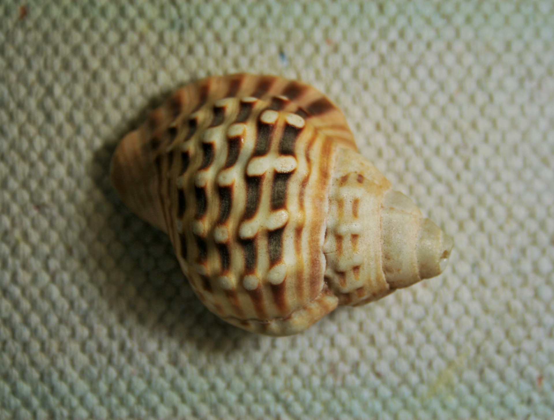 shell sea conch free photo
