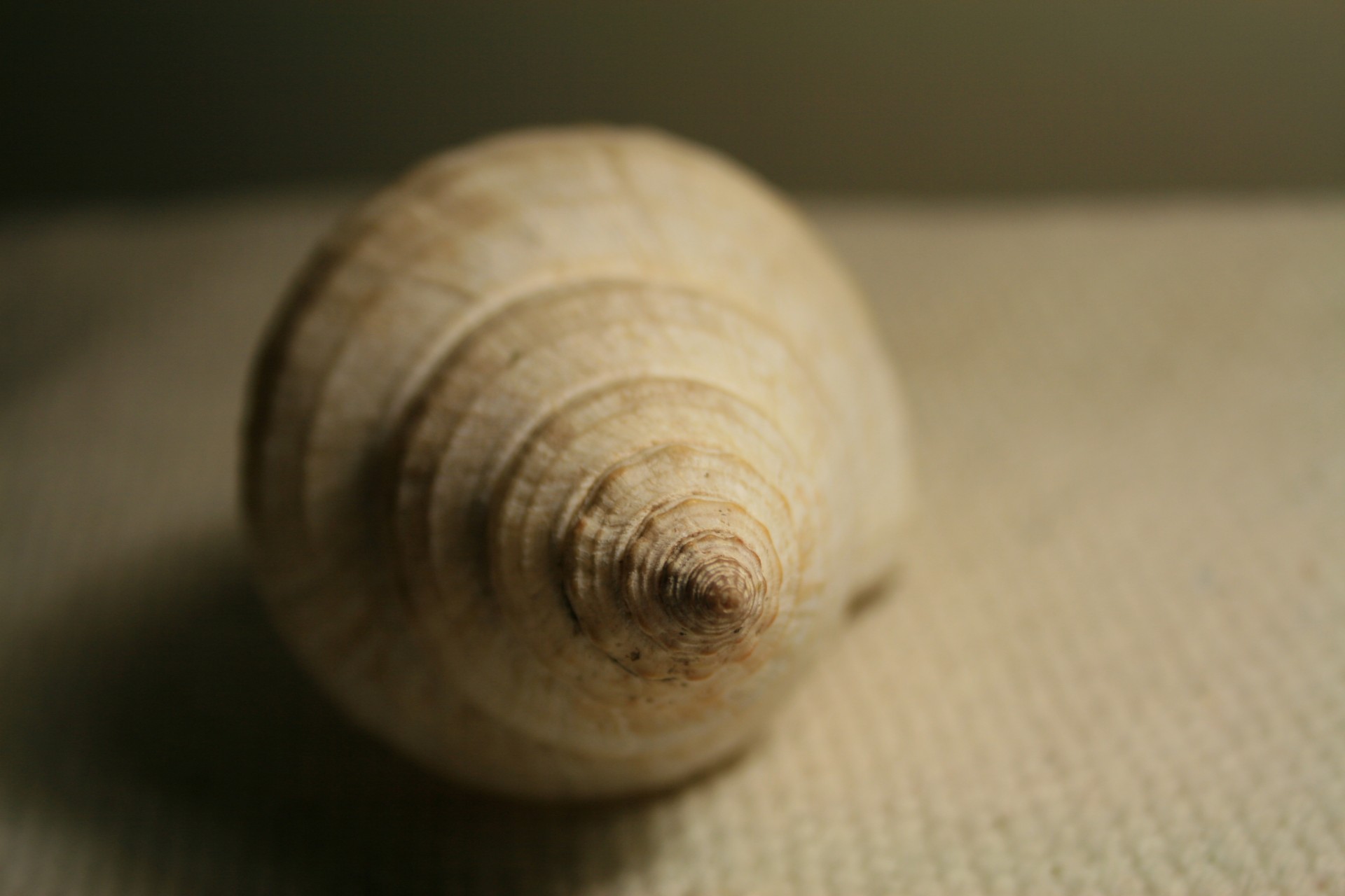 sea shell white free photo
