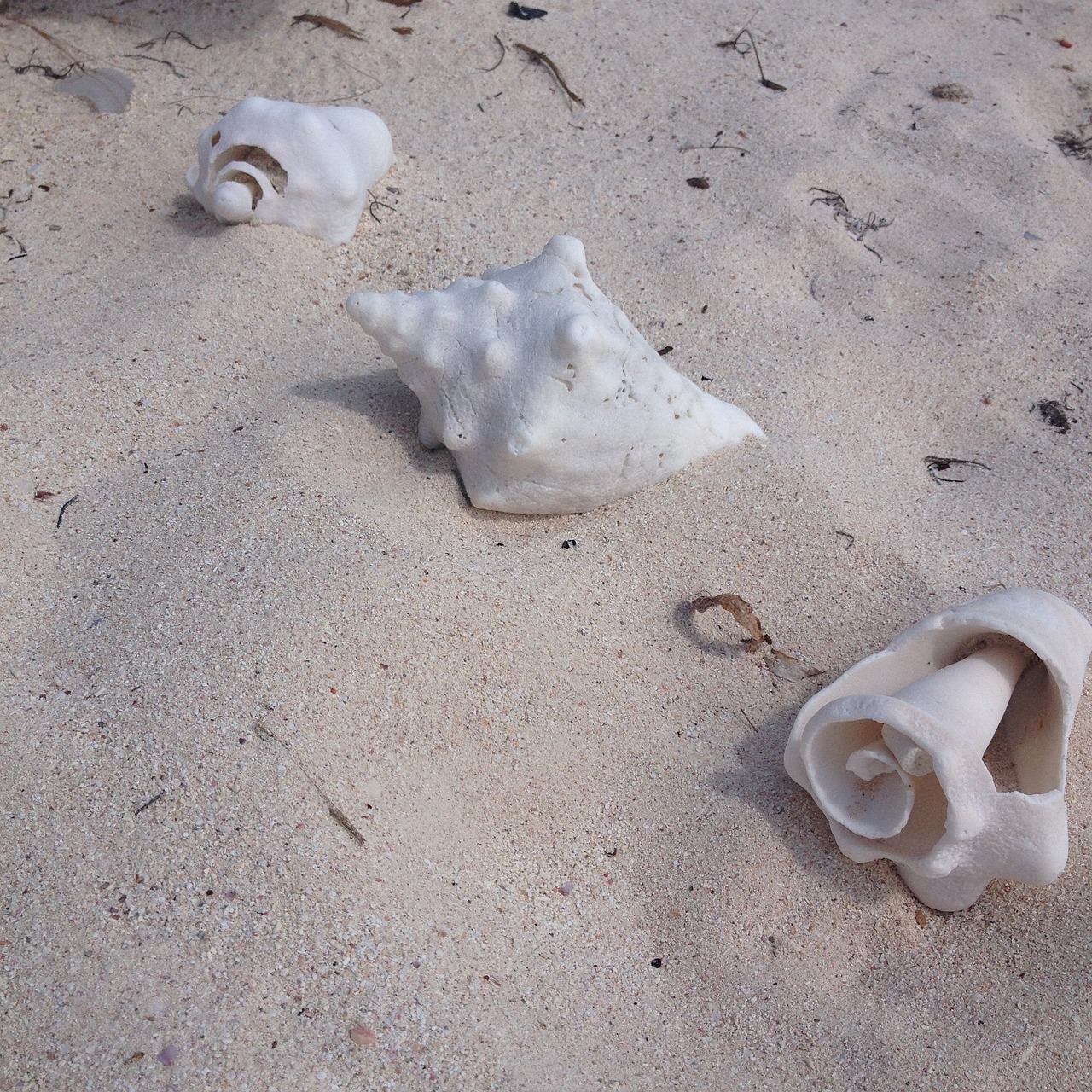 conch shells beach ocean free photo