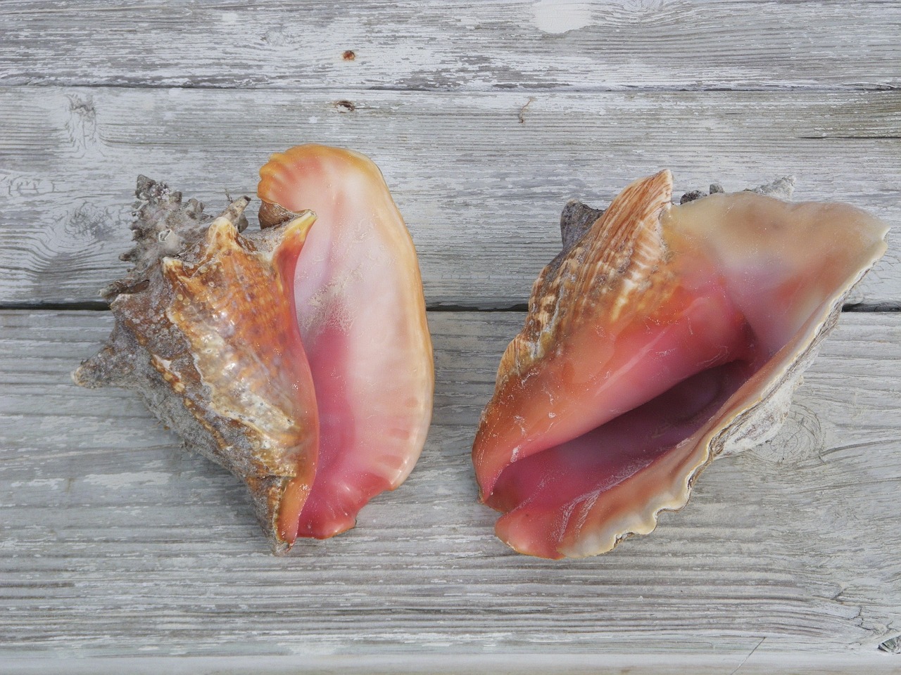 conch shells seashells shell free photo