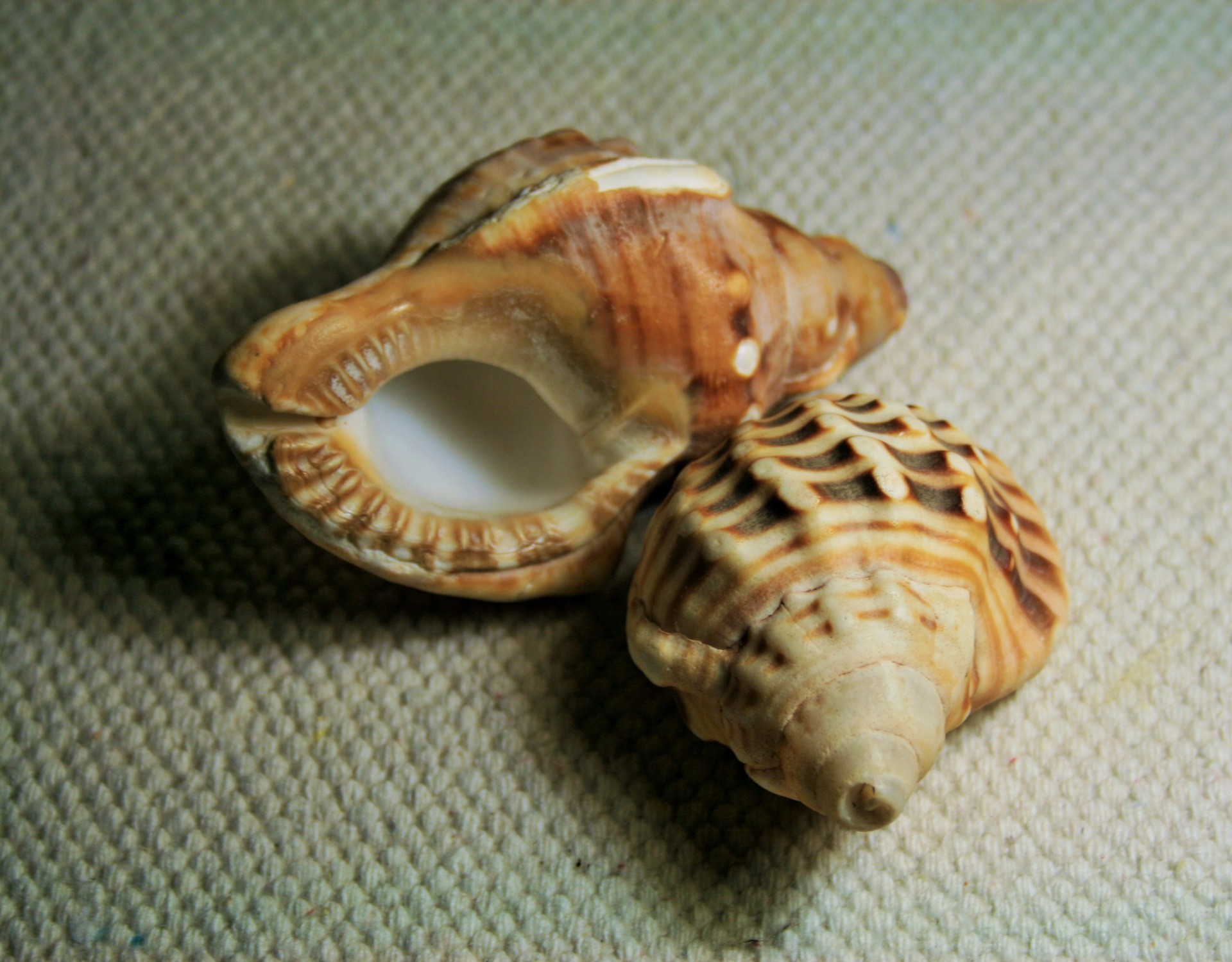 shells sea conch free photo
