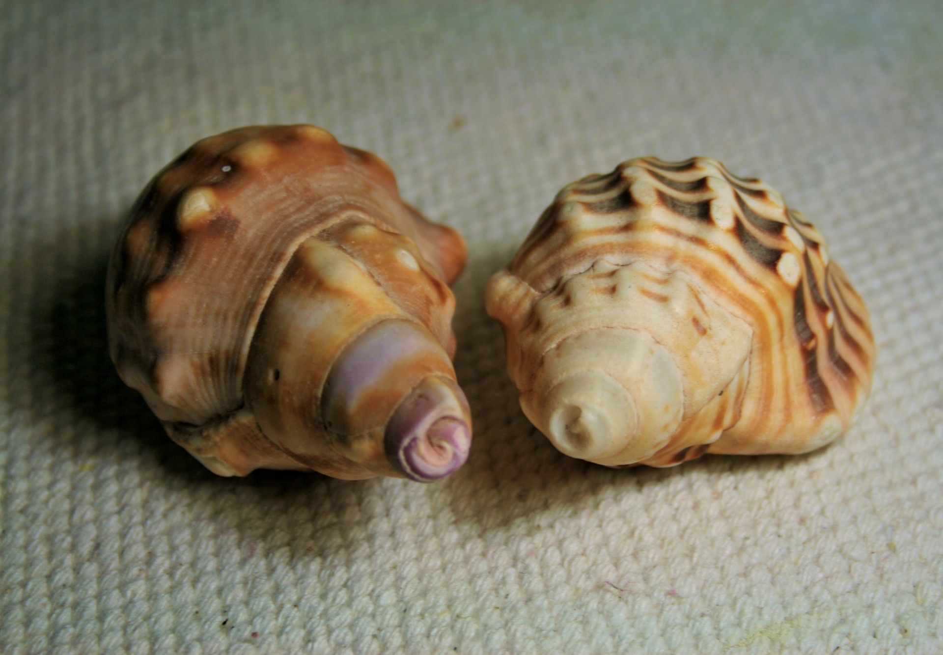 shells sea conch free photo