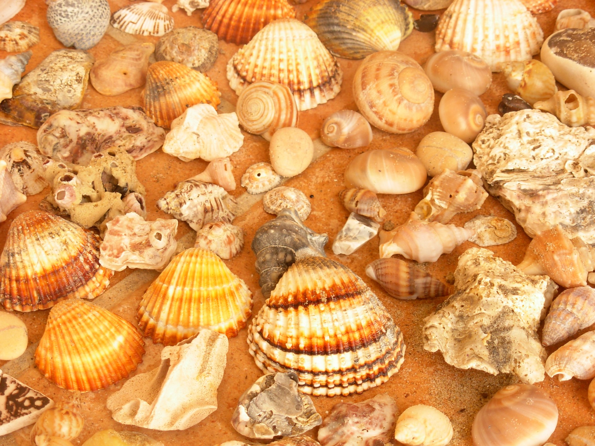 shells sea shells free photo