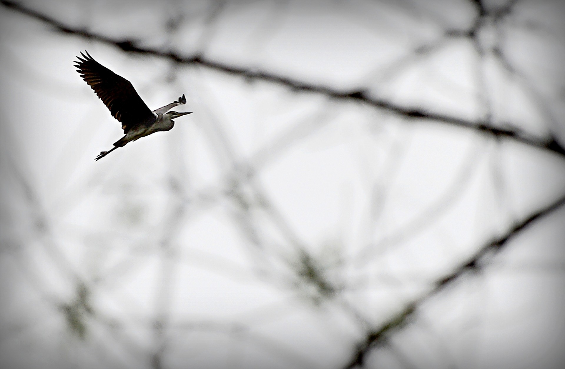 heron flight sky free photo