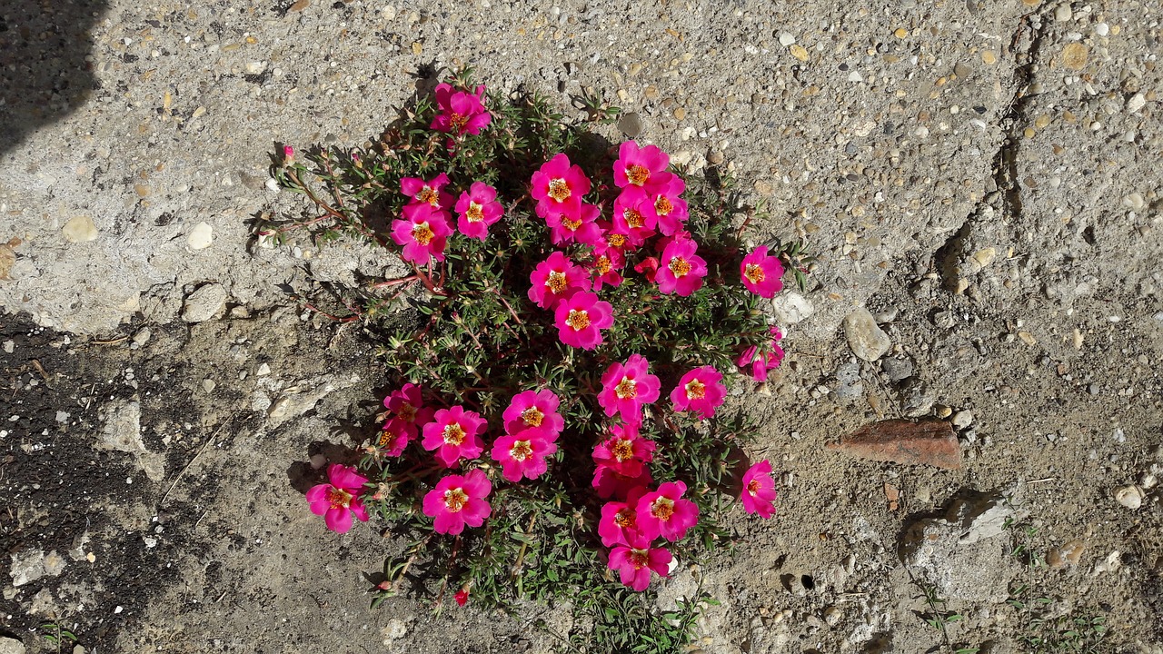 concrete flower nature free photo