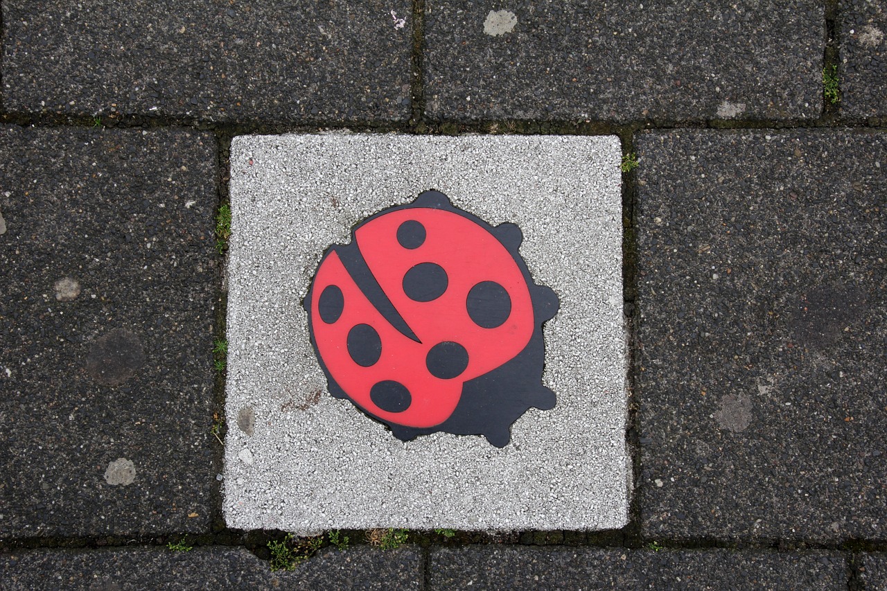 concrete slab deco ladybug free photo