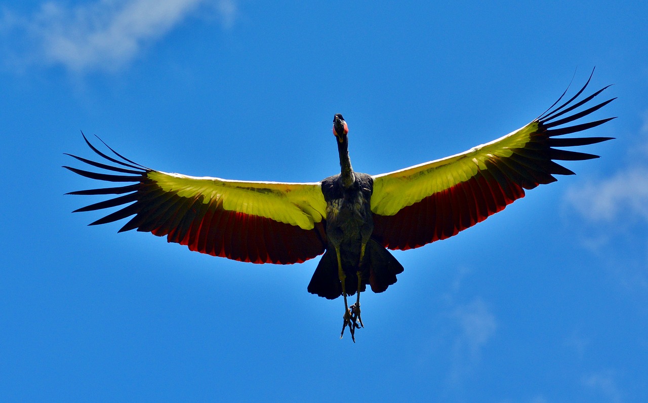 condor bird sky free photo