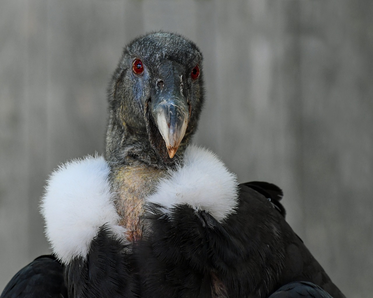 condor raptor bird free photo