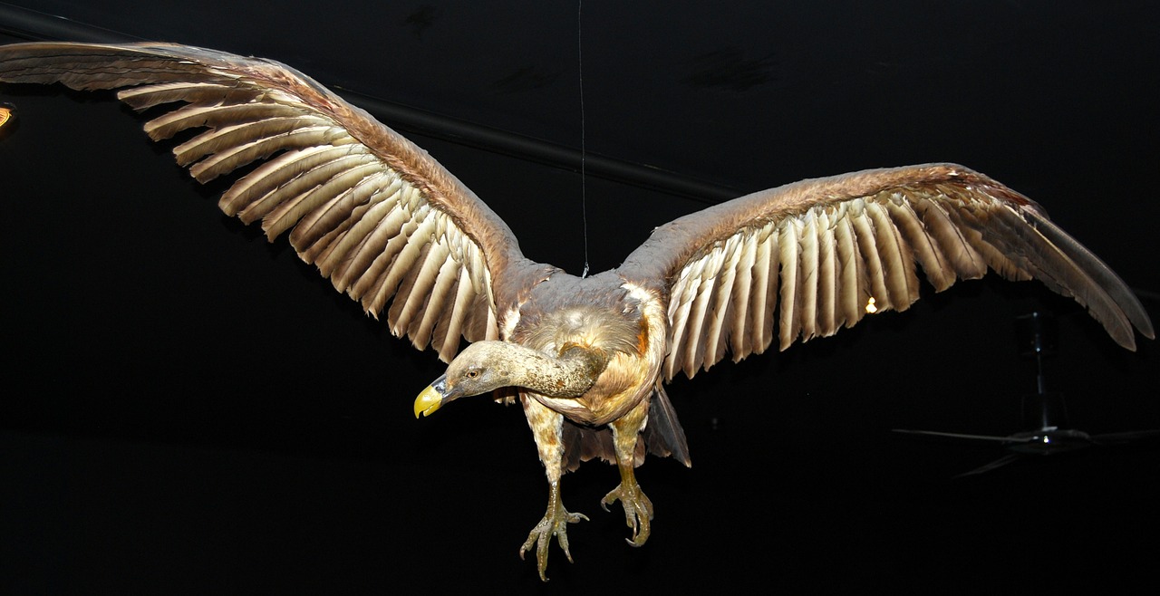 condor bird of prey museum free photo