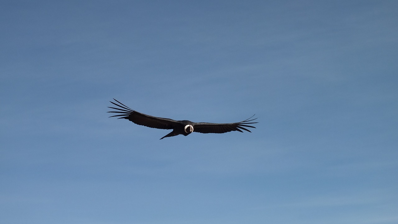 condor flight sky free photo