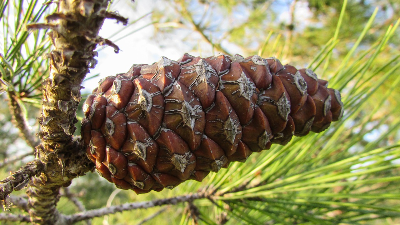 cone pine tree free photo