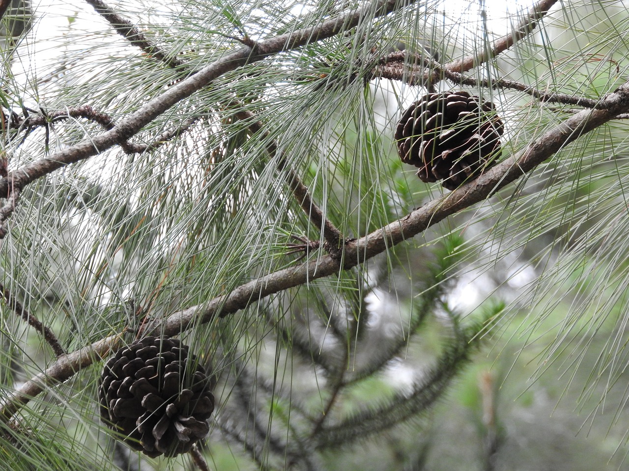 cone tree seeds free photo