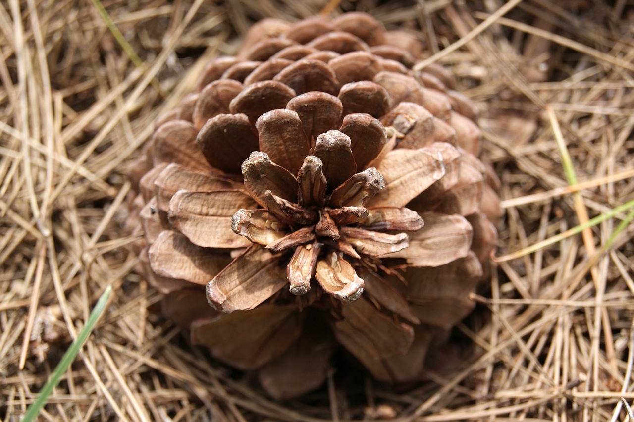 cone macro nature free photo