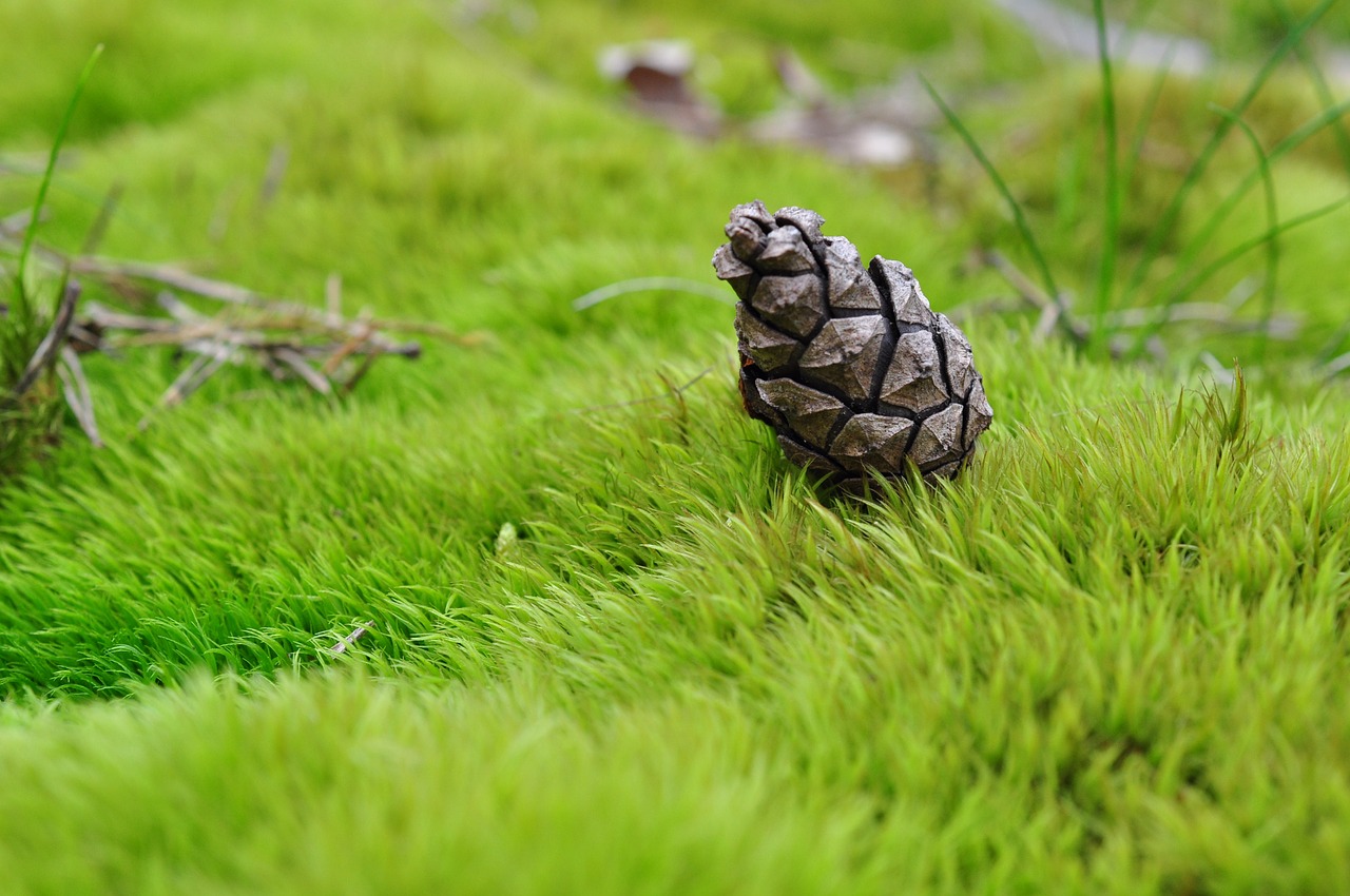 cone grass moss free photo