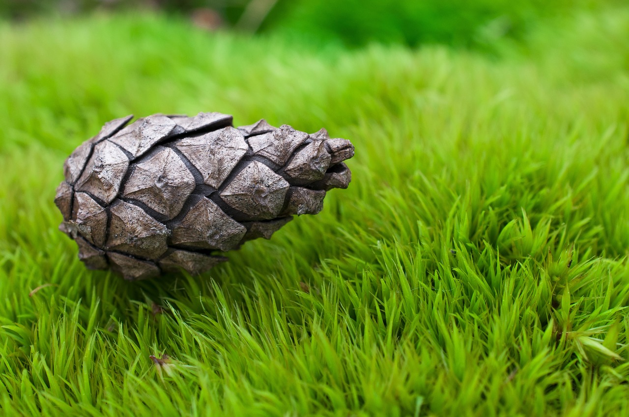 cone grass macro free photo