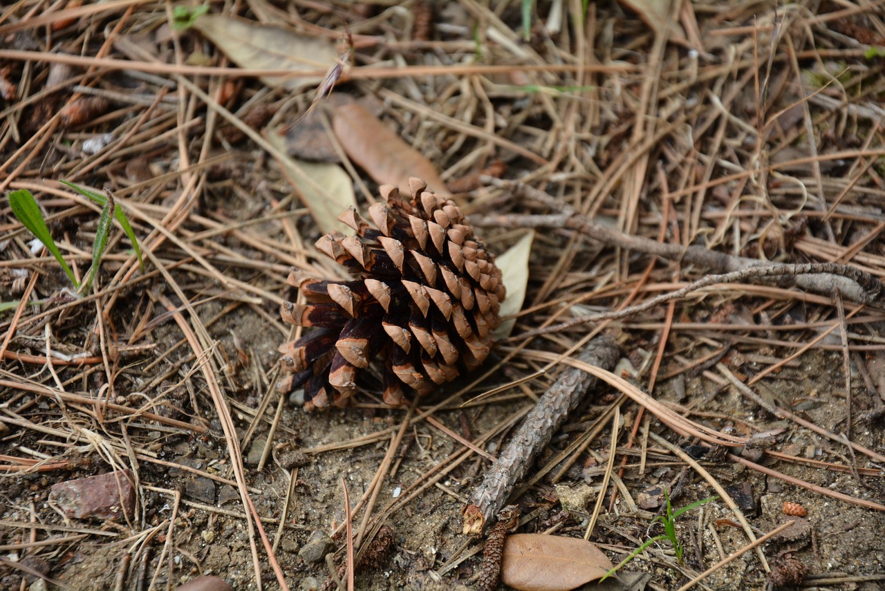 cone pine needles nature free photo