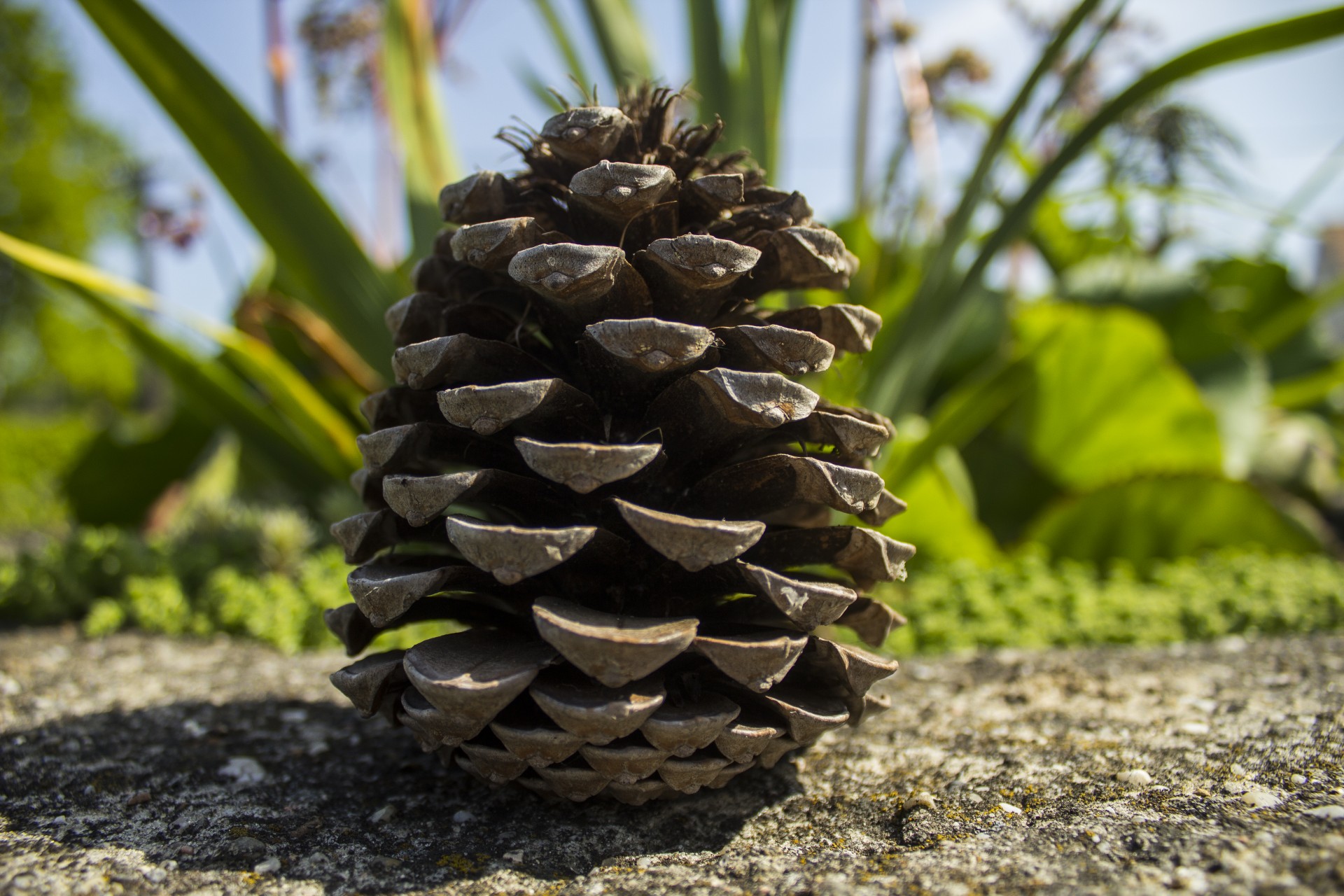 cone forest cone free photo