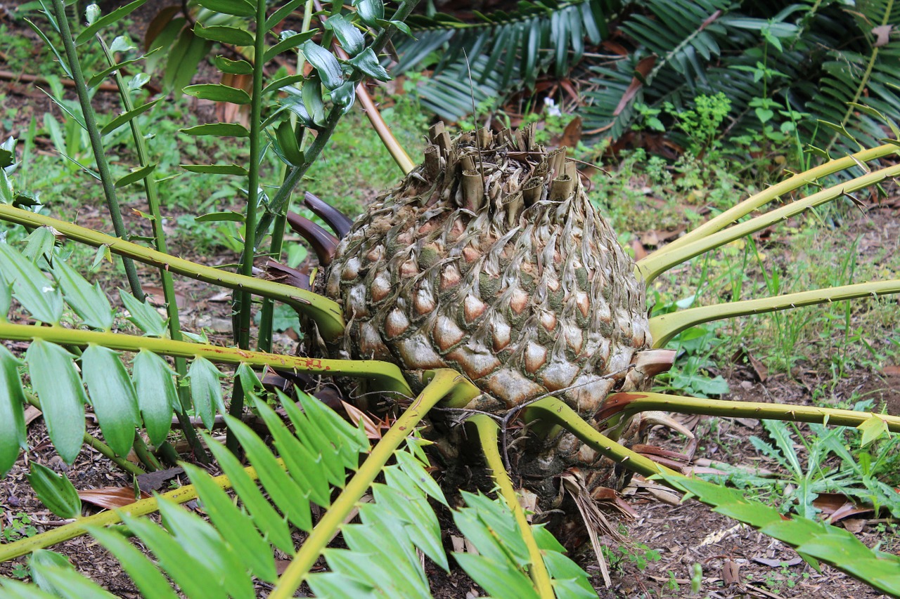 cone plant cycad free photo