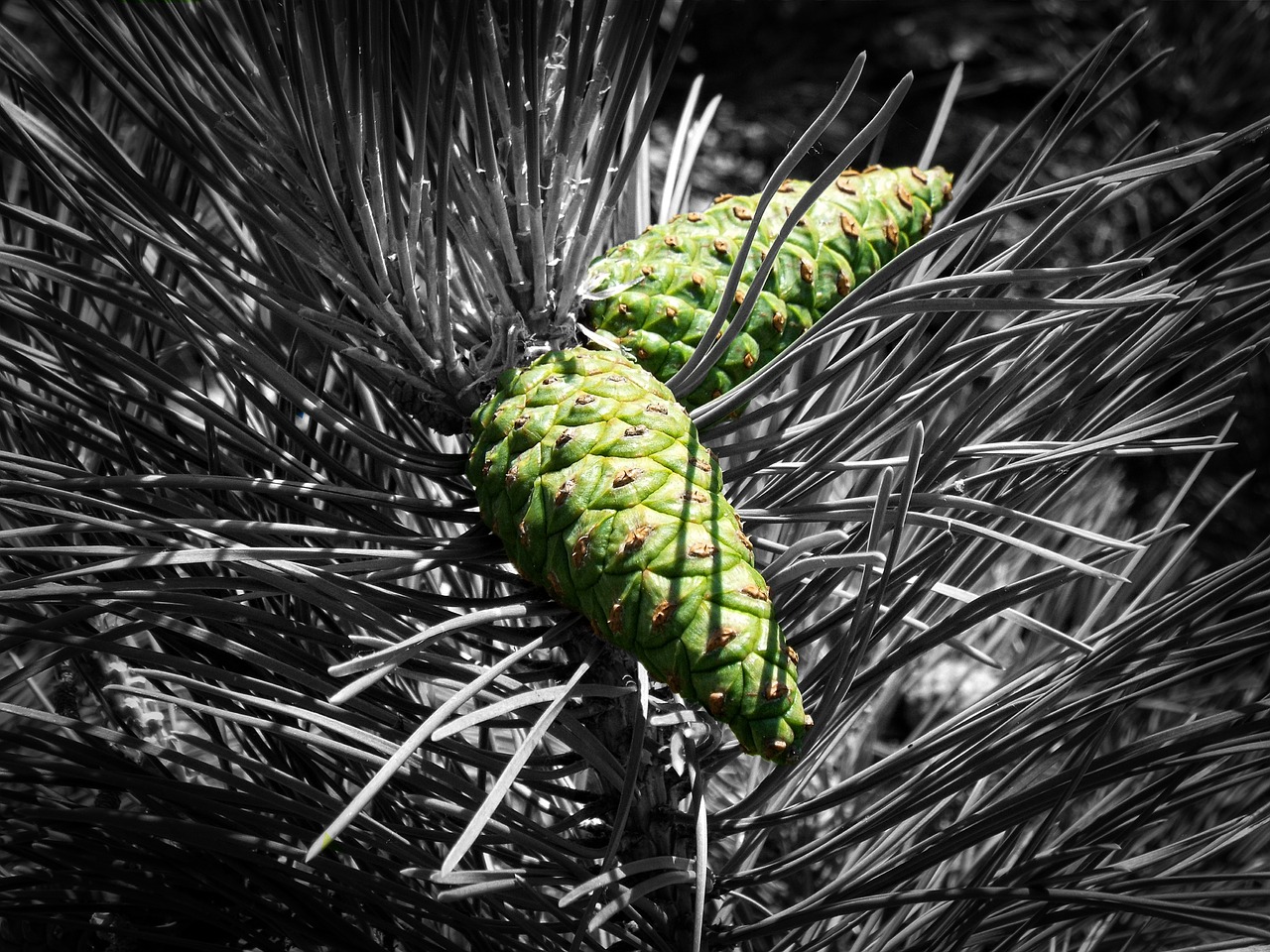 cone forest pine free photo