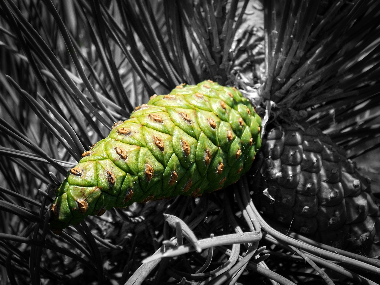 cone forest pine free photo