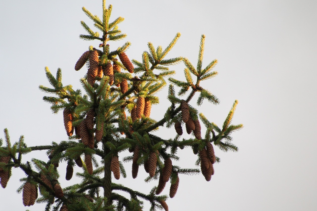 cone pine setting sun free photo