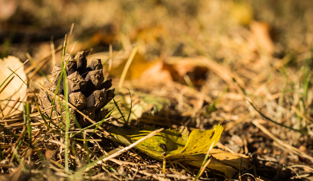 cone nature forest free photo