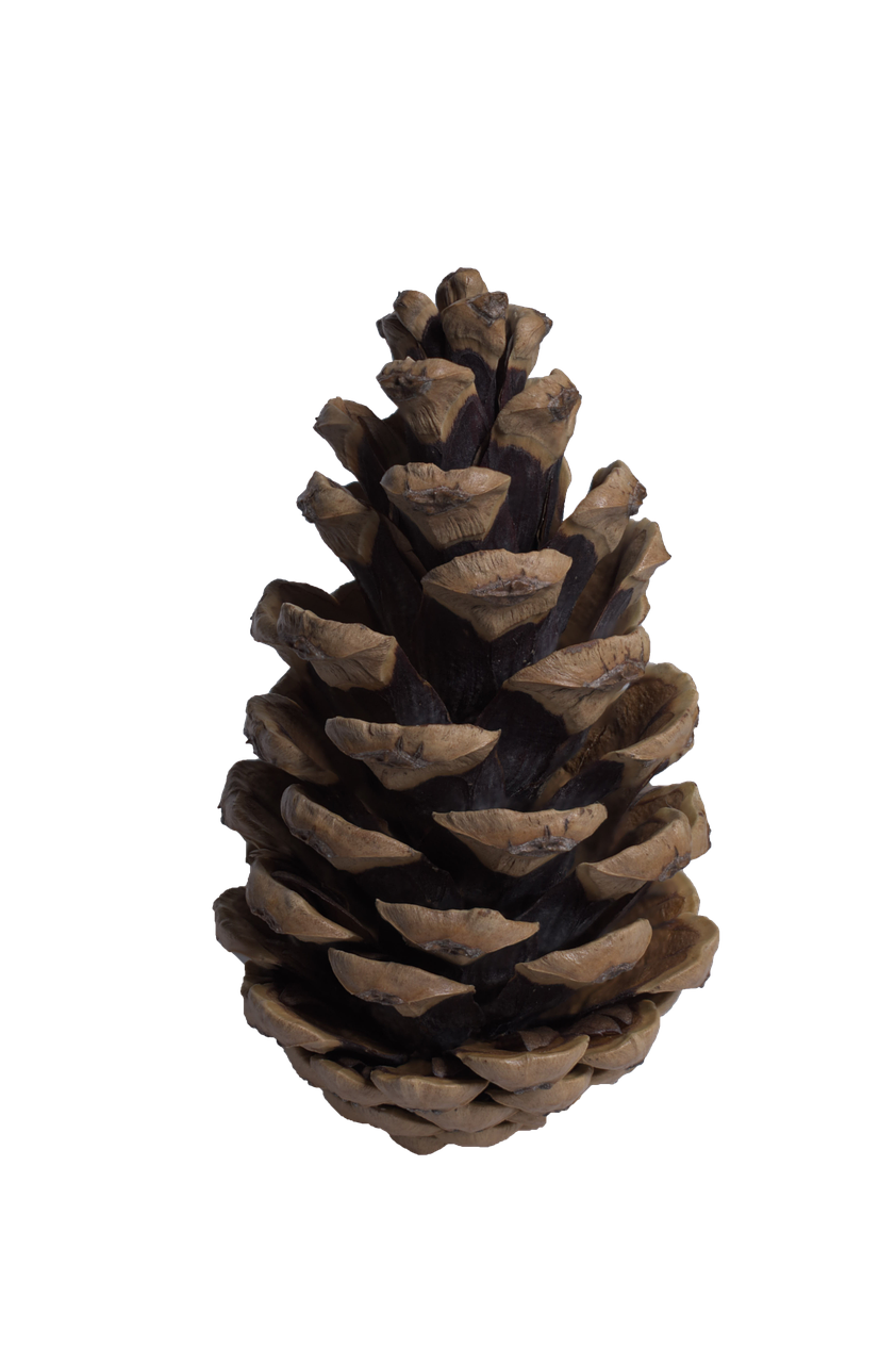 cone pine pine cone free photo