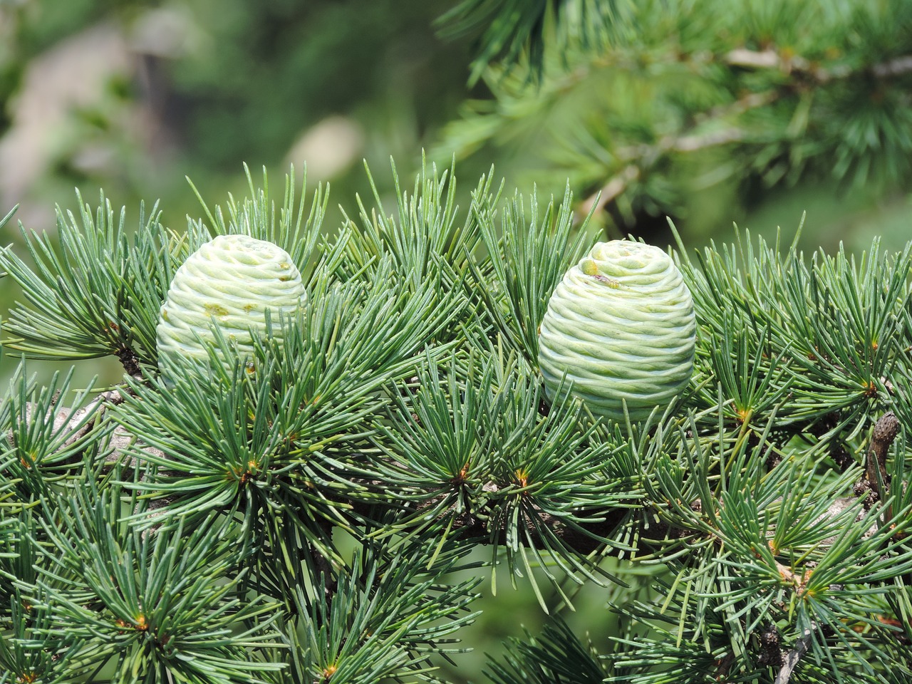 cone tree pine free photo