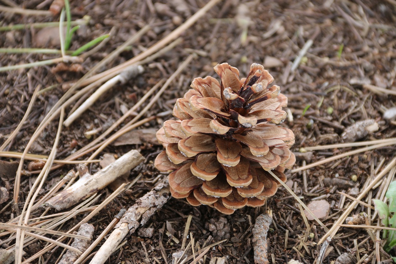 cone garden plant free photo