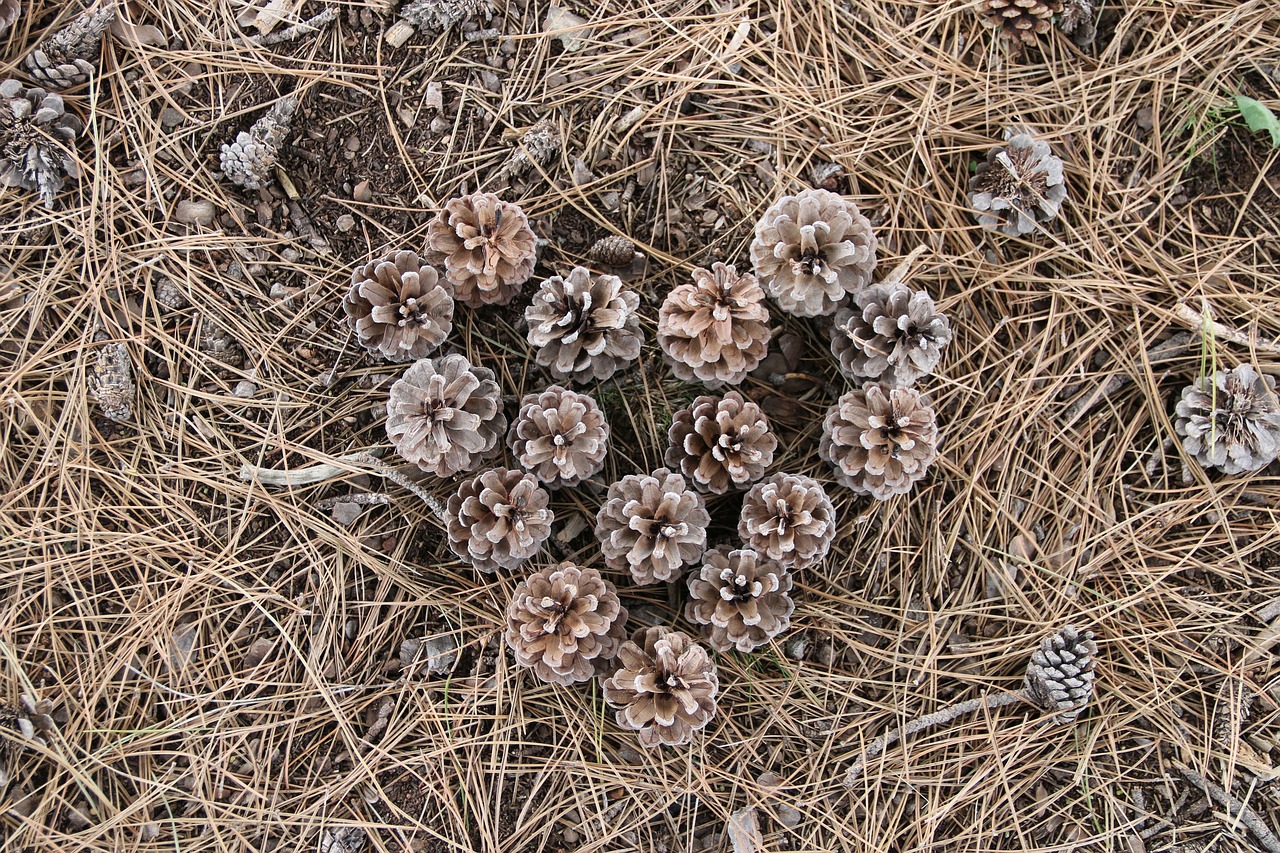 cone garden plant free photo