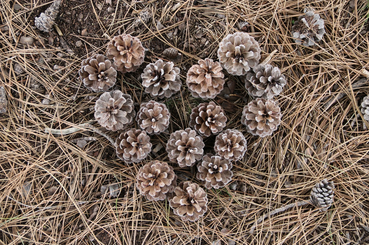 cone garden plant free photo