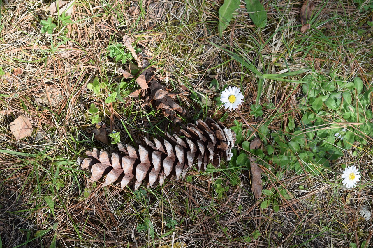 cone flower undergrowth free photo