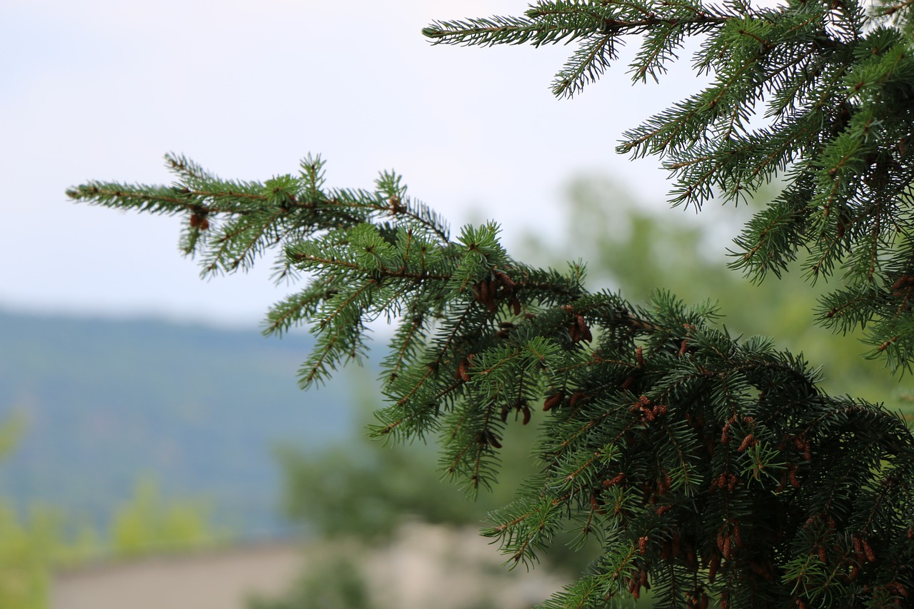 cone tree pine cone free photo