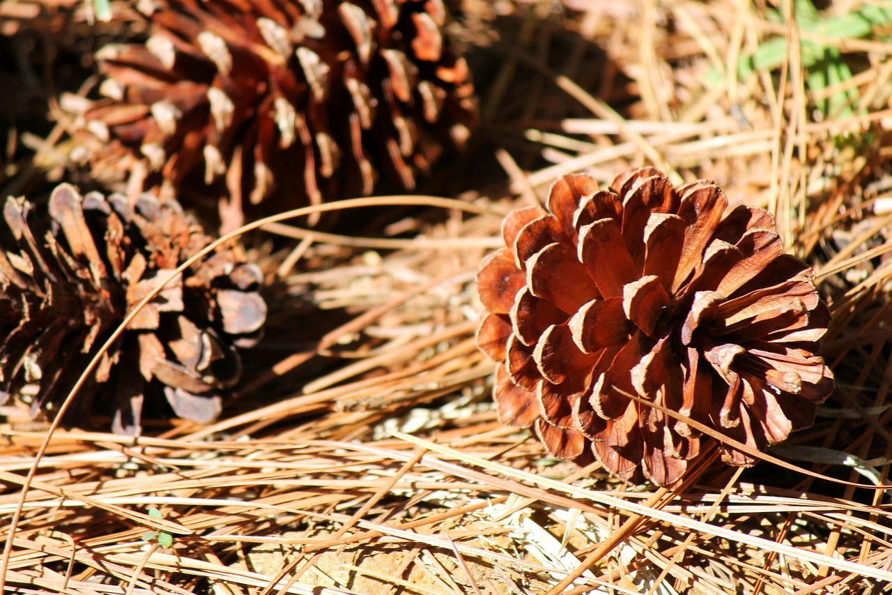 cone pinecone seed free photo