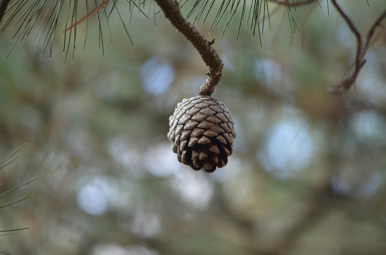 cone pine seed free photo