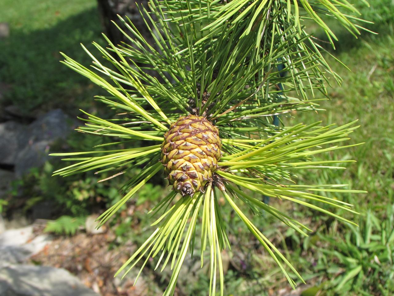 cone pine pine cone free photo