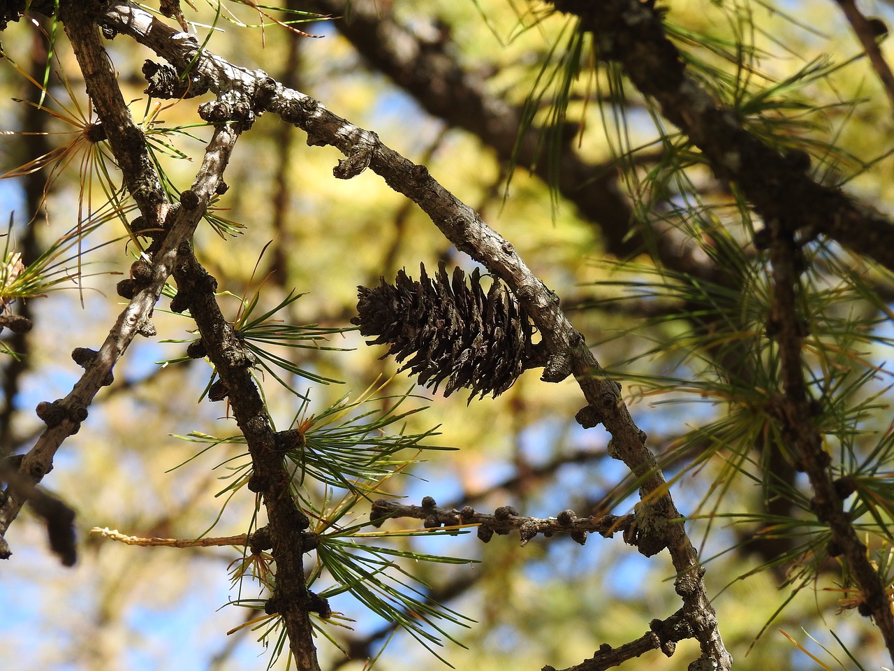cone branches pine free photo