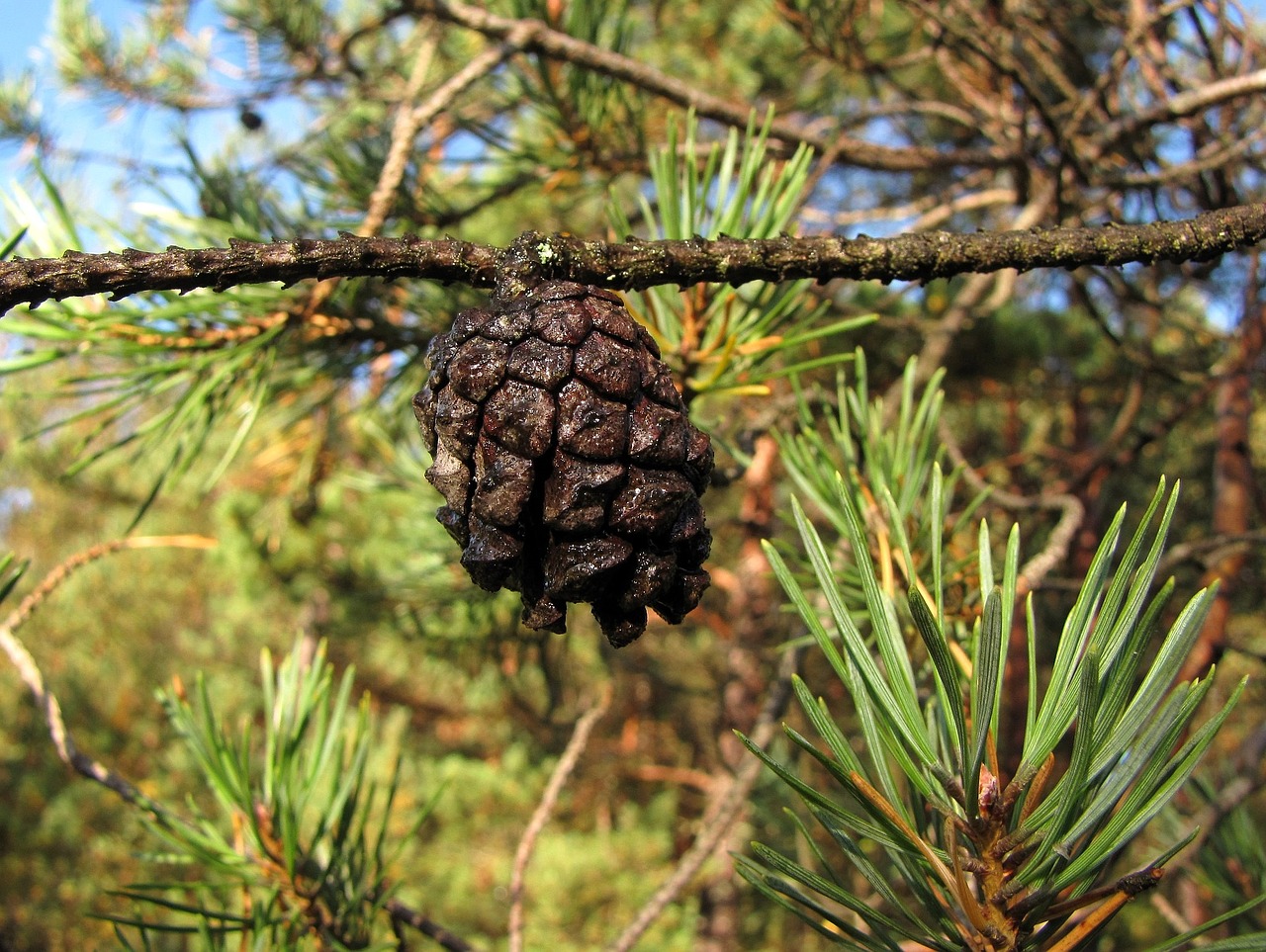 cone tree pine free photo