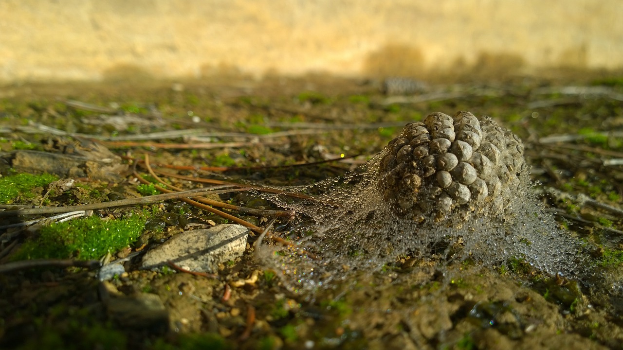 cone autumn nature free photo