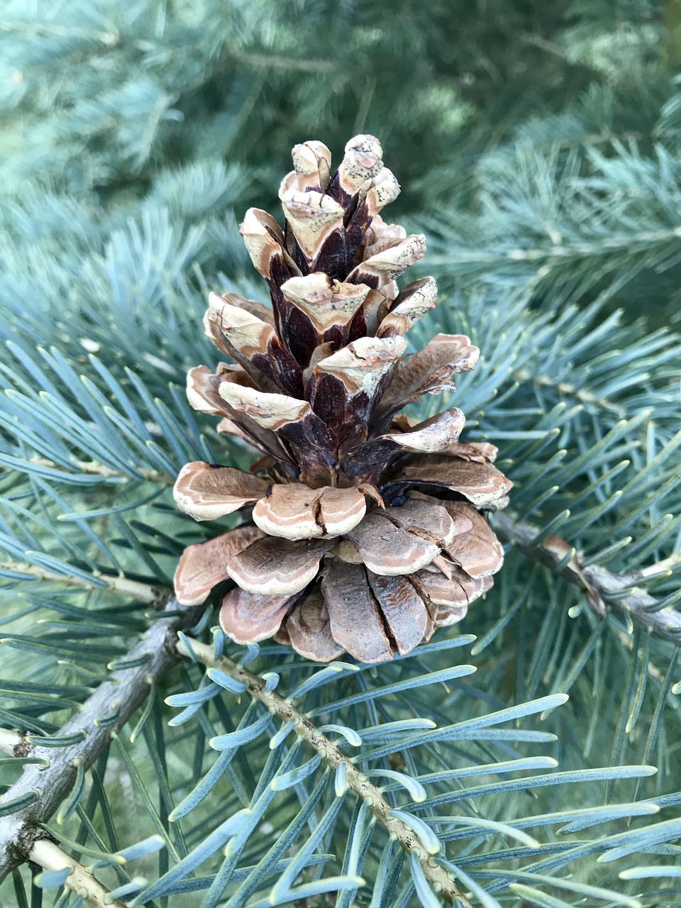 cone  forest  pinecone free photo